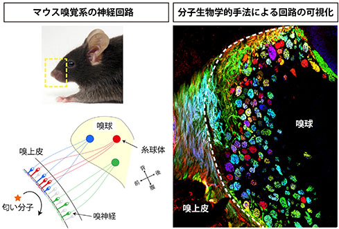 嗅覚系を用いた神経回路構築とその作動原理の解明の画像